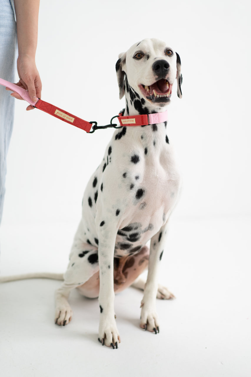 Leash - Pink & Red