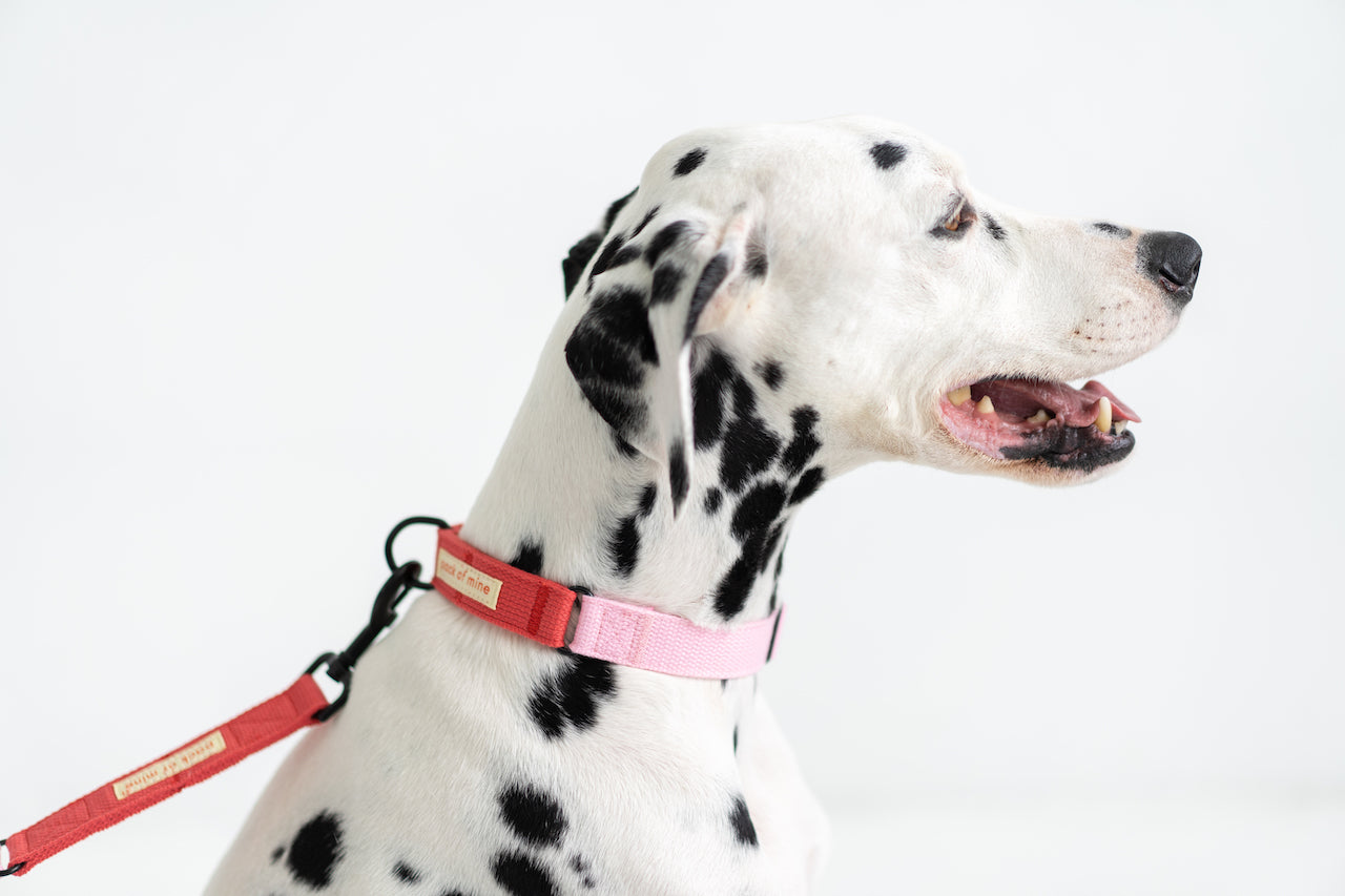 Collar - Pink & Red