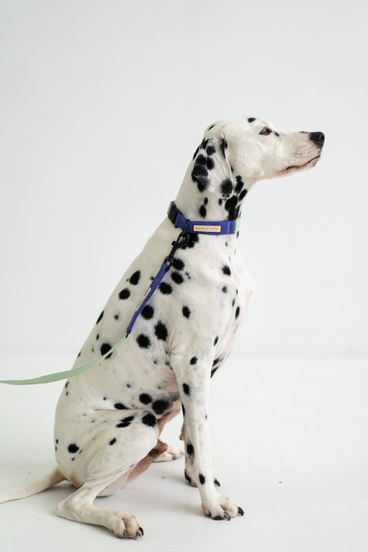 Leash - Seafoam & Cobalt