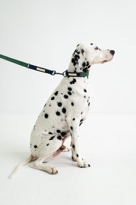 Leash - Forest Green & Navy