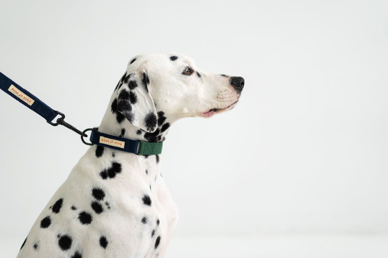 Collar - Forest Green & Navy