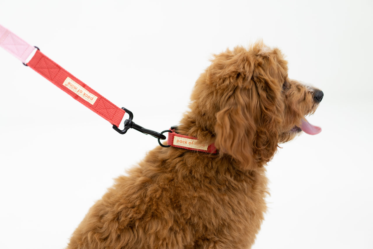 Leash - Pink & Red