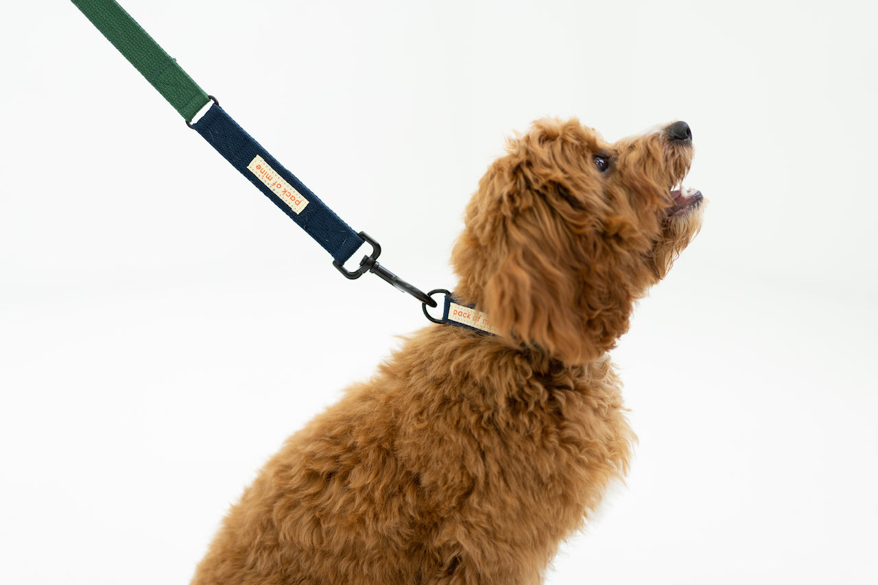 Leash - Forest Green & Navy