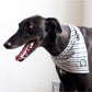 Black Greyhound wearing Pack of Mine bandana in Classic Stripe. Sustainable dog clothing.